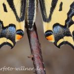 Südlicher Schwalbenschwanz (Papilio alexanor) 33 Foto W. Willner