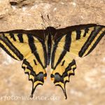 Südlicher Schwalbenschwanz (Papilio alexanor)