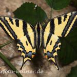 Südlicher Schwalbenschwanz (Papilio alexanor) 8 Foto W. Willner