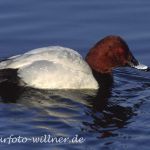 Tafelente (Aythya ferina)