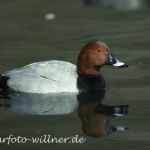 Tafelente (Aythya ferina)