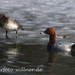 Tafelente (Aythya ferina)