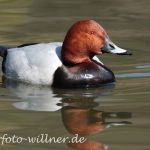 Tafelente (Naturfoto Willner).tif-8