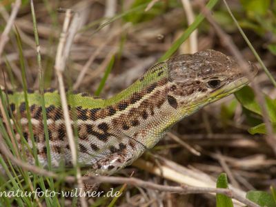 Taurische Eidechse Podarcis tauricus Rumänien Foto W. WillnerIMG_8158