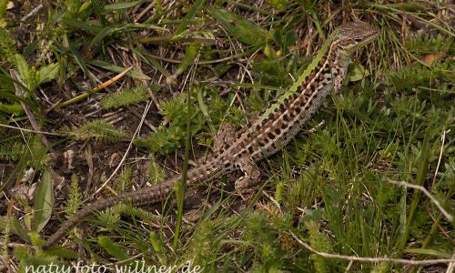 Taurische Eidechse Podarcis tauricus Rumänien Foto W. WillnerIMG_8160