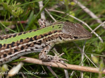 Taurische Eidechse Podarcis tauricus Rumänien Foto W. WillnerIMG_8163
