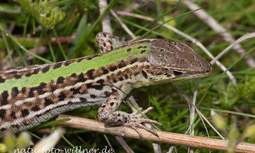 Taurische Eidechse Podarcis tauricus Rumänien Foto W. WillnerIMG_8163