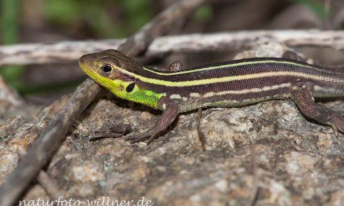 Taurische Eidechse Podarcis tauricus Rumänien Foto W. WillnerIMG_8291