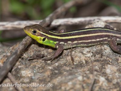 Taurische Eidechse Podarcis tauricus Rumänien Foto W. WillnerIMG_8291