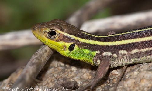 Taurische Eidechse Podarcis tauricus Rumänien Foto W. WillnerIMG_8294