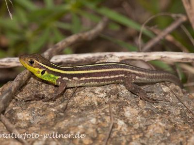 Taurische Eidechse Podarcis tauricus Rumänien Foto W. WillnerIMG_8297