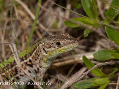 Taurische Eidechse Podarcis tauricus Rumänien Foto W. Willner_8157