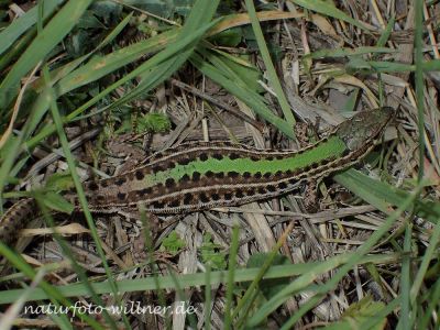 Taurische Eidechse (Podarcis tauricus, Syn. Podarcis taurica) Foto W. Willner P4300242