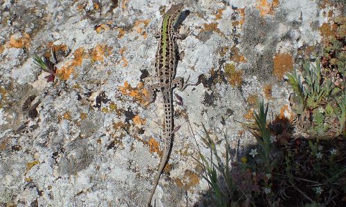 Taurische Eidechse (Podarcis tauricus, Syn. Podarcis taurica) Foto W. Willner P5020033