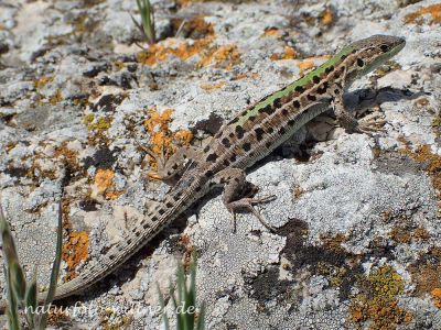 Taurische Eidechse (Podarcis tauricus, Syn. Podarcis taurica) Foto W. Willner P5020043