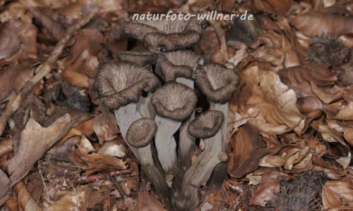 Totentrompete 3 Foto W. Willner