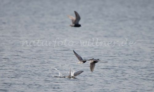 Trauerseeschwalben Naturfoto Willner DSC_2007