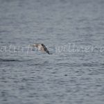 Trauerseeschwalben Naturfoto Willner DSC_2023