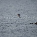 Trauerseeschwalben Naturfoto Willner DSC_2024