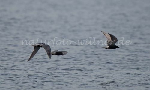 Trauerseeschwalben Naturfoto Willner DSC_2028