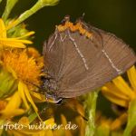 Ulmenzipfelfalter 8 Foto W. Willner