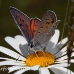 Violetter Feuerfalter 12 (Lycaena alciphron) Foto W. Willner