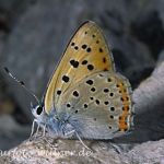 Violetter Feuerfalter 2 (Lycaena alciphron) Foto W. Willner