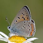 Violetter Feuerfalter 21 (Lycaena alciphron) Foto W. Willner