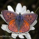 Violetter Feuerfalter 39 (Lycaena alciphron) Foto W. Willner