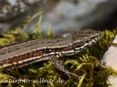 Bergeidechse Waldeidechse (Zootoca vivipara; vormals Lacerta vivipara) Foto W. Willner 48