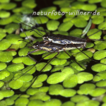Wasserläufer 11 Foto W. Willner