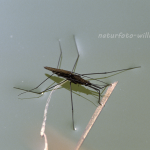 Wasserläufer 12 Foto W. Willner