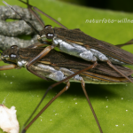 Wasserläufer 6 Foto W. Willner