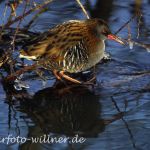 Wasserralle (Rallus aquaticus)