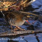Wasserralle (Rallus aquaticus)