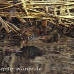 Wasserralle (Rallus aquaticus)