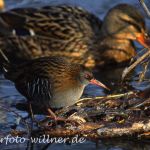 Wasserralle (Rallus aquaticus)