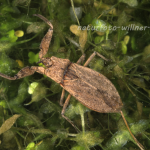 Wasserskorpion 1 Foto W. Willner