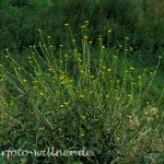 Weg-Rauke 1 (Sisymbrium officinale) Foto W. Willner