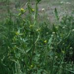 Weg-Rauke 2 (Sisymbrium officinale) Foto W. Willner