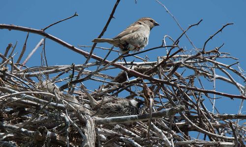 Weidensperlinge in Weißstorchnest Naturfoto WillnerDSC_0722