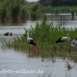 Weisstorch Foto W. Willner 73