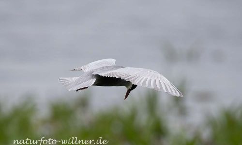 Weißbart-Seeschwalbe (Chlidonias hybrida)Naturfoto WillnerDSC_2137