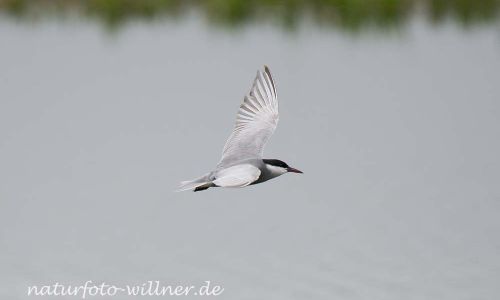 Weißbart-Seeschwalbe (Chlidonias hybrida)Naturfoto WillnerDSC_2153