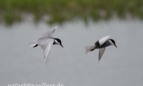 Weißbart-Seeschwalbe (Chlidonias hybrida)Naturfoto WillnerDSC_2175