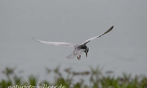 Weißbart-Seeschwalbe (Chlidonias hybrida)Naturfoto WillnerDSC_2177