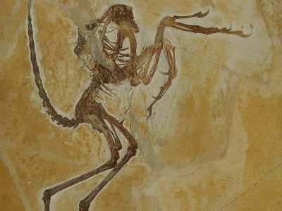 Wellnhoferia grandis Sollnhofen 1 Foto W. Willner