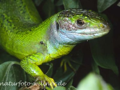 Smaragdeidechse Männchen (Lacerta bilineata)