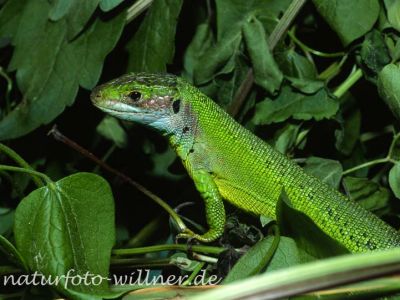 Smaragdeidechse Männchen (Lacerta bilineata)