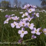 Wiesenschaumkraut (Cardamine pratensis) 13 Foto W. Willner